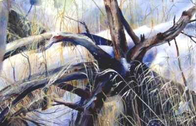Idaho Underbrush