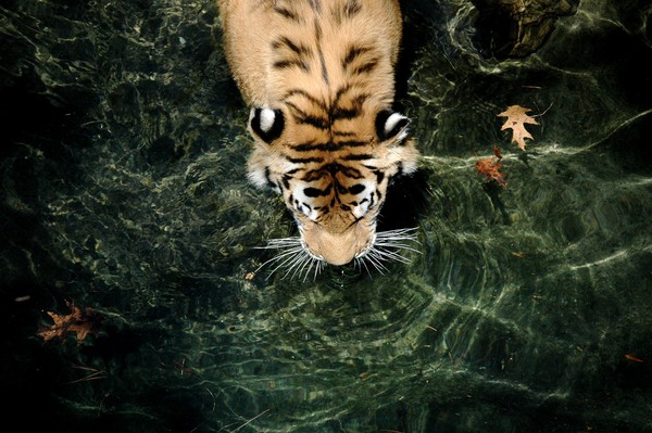Emerald Tiger