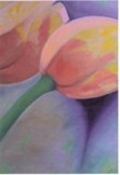 tulip duo