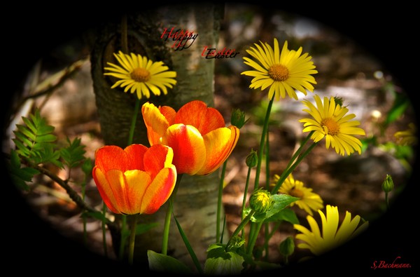 Happy Easter all AW friends !