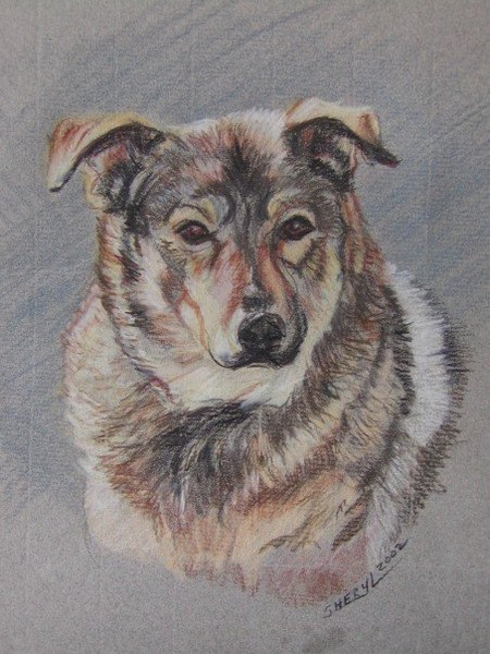 Shep-x