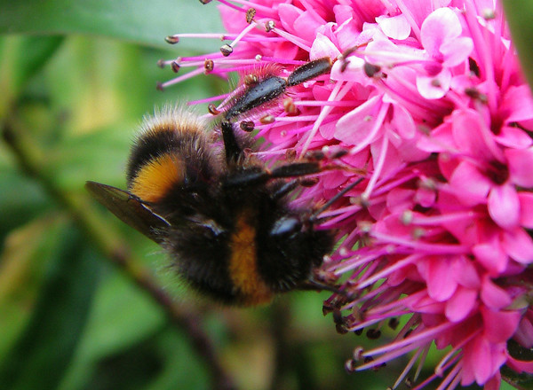 Buzzy Feeding On A Hebe
