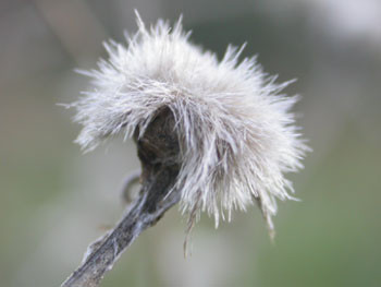 soft like cotton