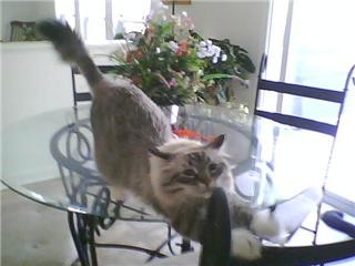 Mommies little Polly
