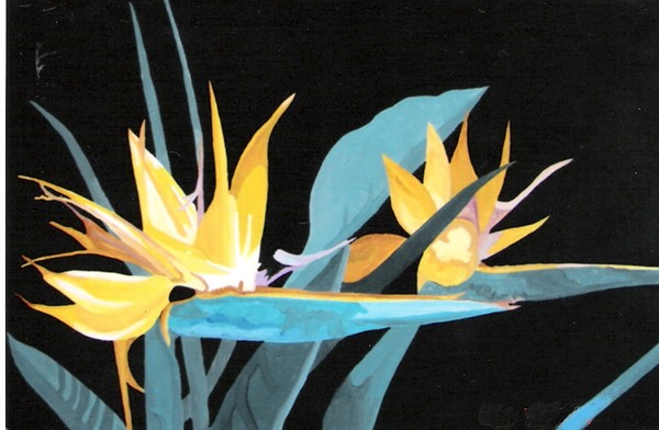 Bird Of Paradise