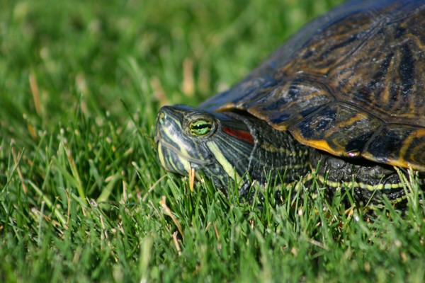 Turtle 3