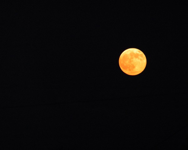 HARVEST MOON