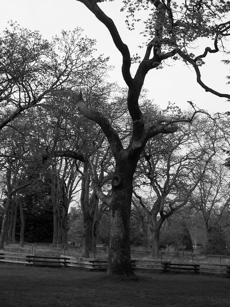 beauty trees