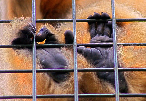 Primate