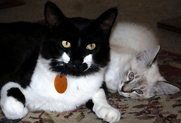 Pals
