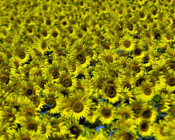 Sun Flowers