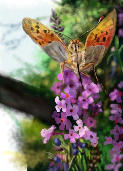 Butterfly