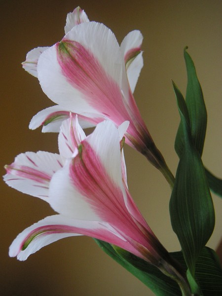 Alstroemerias Doubled