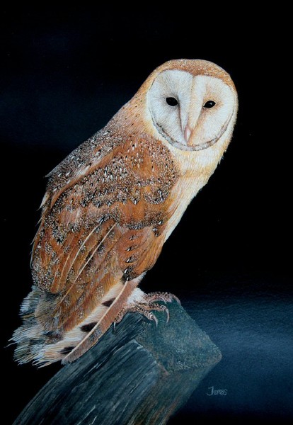 Barn Owl at night