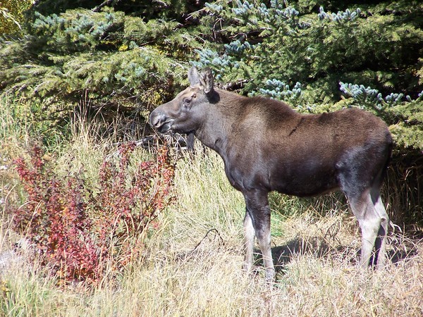Young Moose