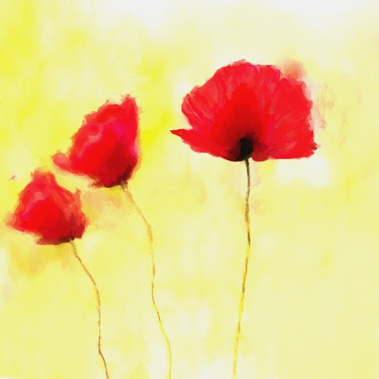 Red Poppies