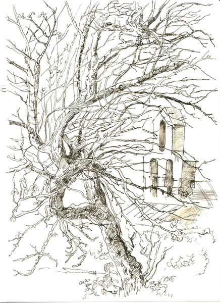 THE OLD TREE