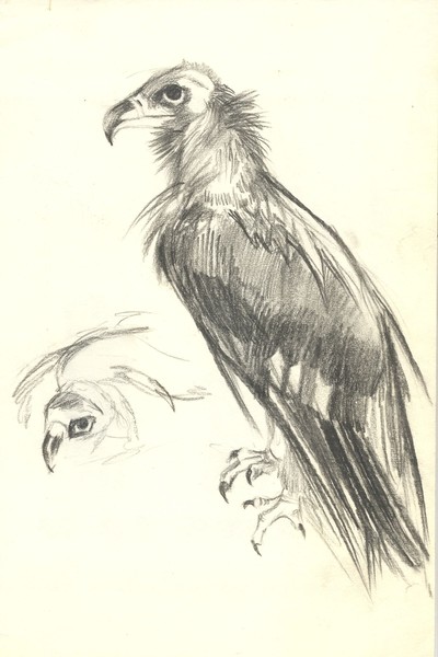 BIRD OF PRAY