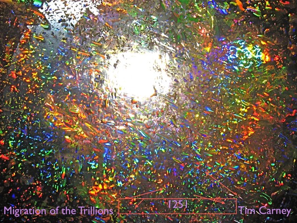 Trillions Seeking the Light 1251