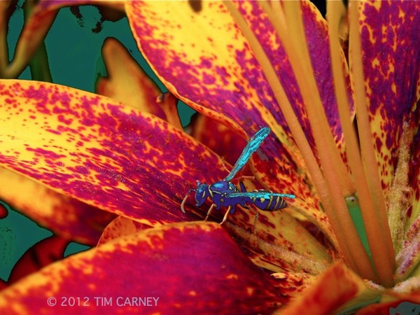 Wasp on flower