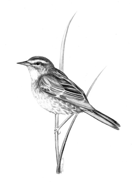  Sedge Warbler 