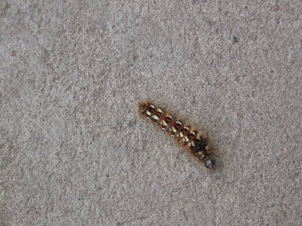 Insect on the pavement