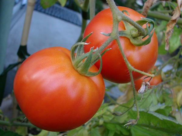 fresh tomato 