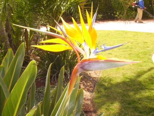 Bird of Paradise