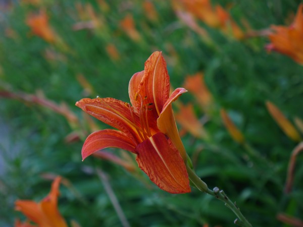 Orange Flower