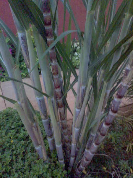 Bamboo Plant