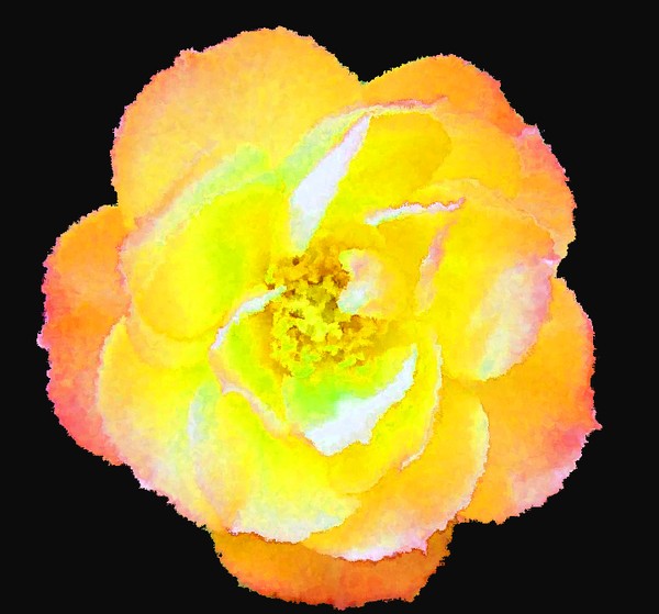 Yellow rose