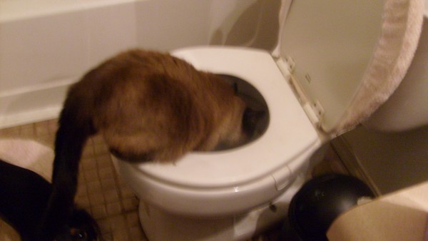 Oscar in the potty