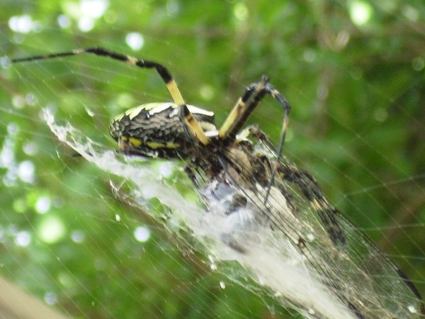 Banana Spider having dinner