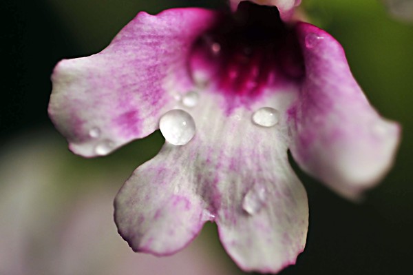PURPLE FLOWER