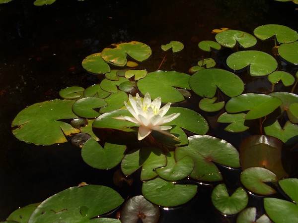Lilypad Delight
