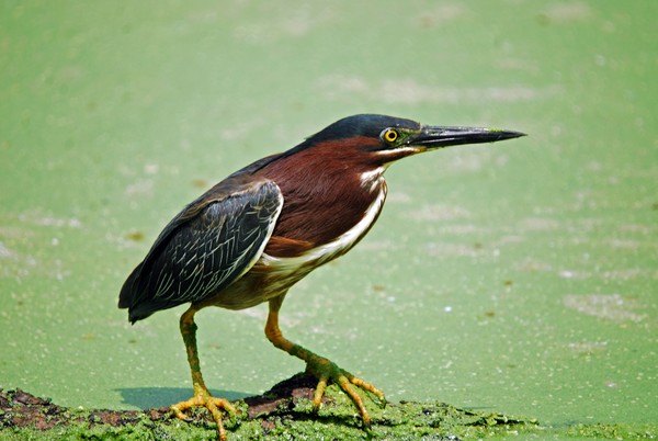 Bittern
