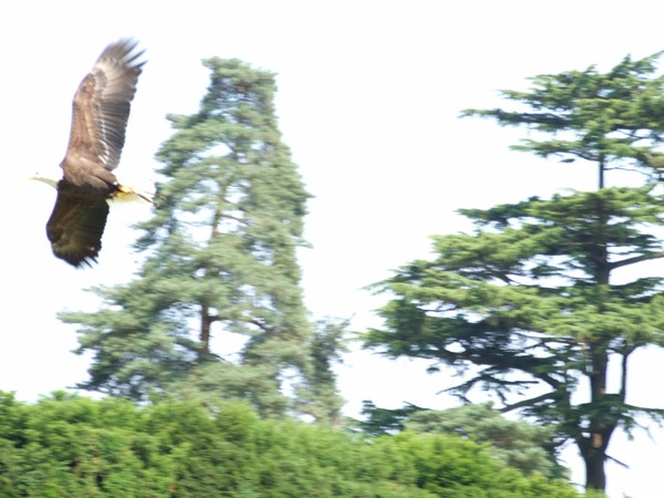 Eagle