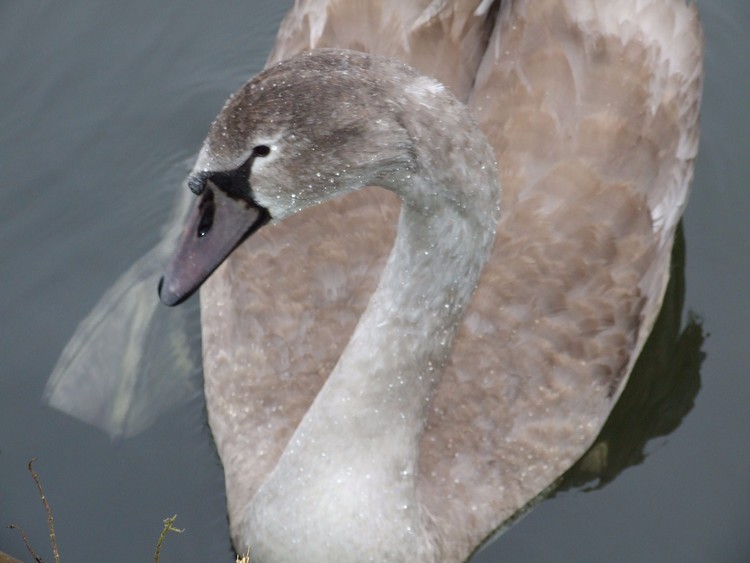 Sygnet