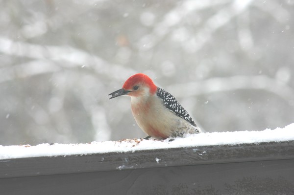 Red Brested Woodpecker