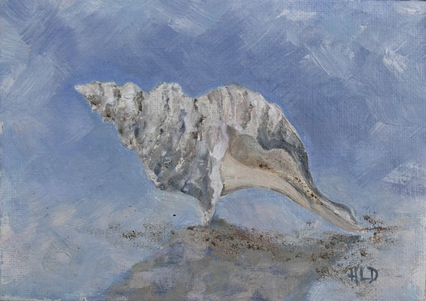 Fox Conch