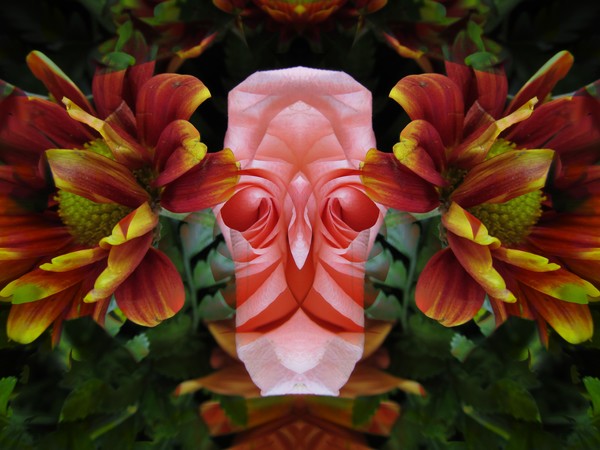 Rose Reflection