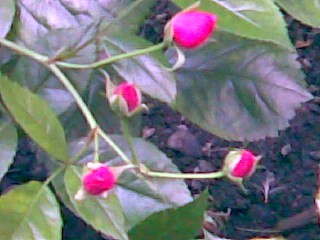 naturephotoroses series/pink