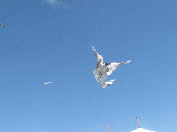 above the..