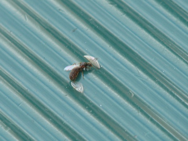 THE (D)FLYING ANT...?!!!
