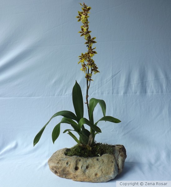 Orquidea