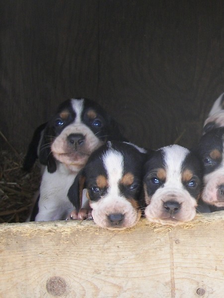 Pupies