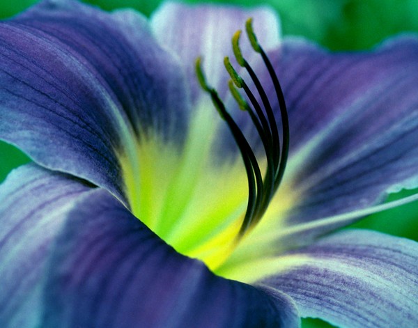 Lilly