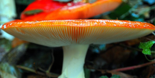 Red Mushroom
