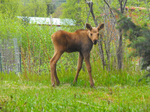Baby Moose