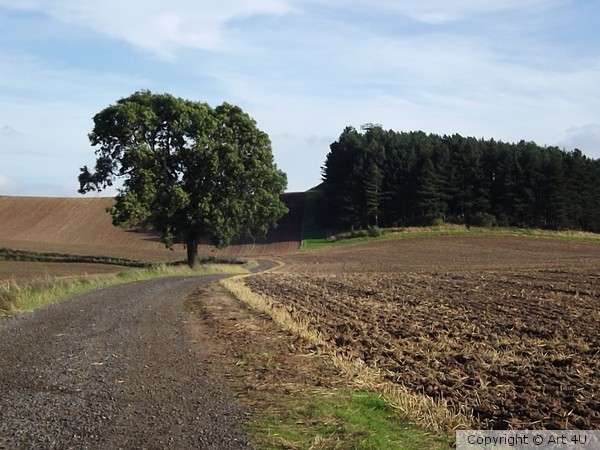 Open fields 4